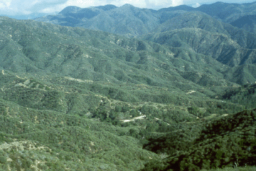 [Photo]: SDEF vegetation view